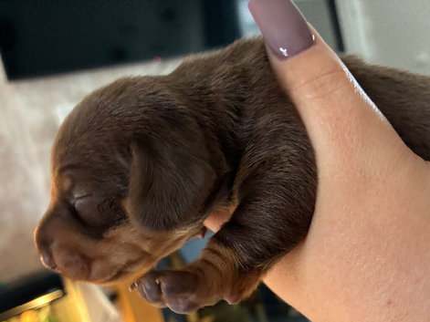 Puppies