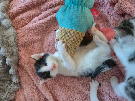 Kittens now ready for new homes