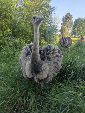Greater Rhea Hatching Eggs