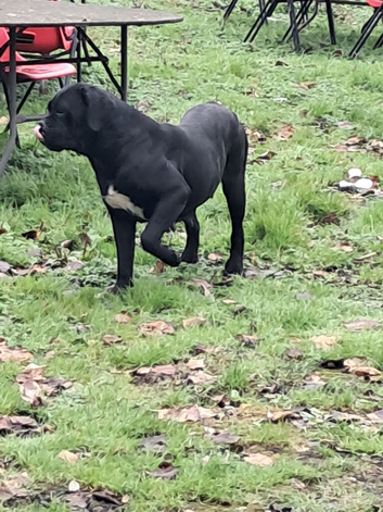 Straw Cane Corso Pups