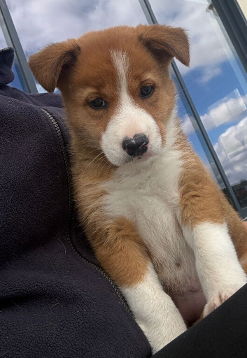 Beautiful collie x puppy