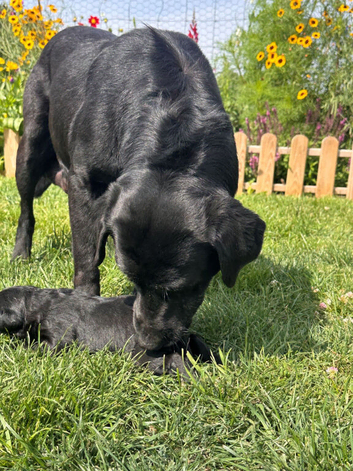 Beautiful Labrador Puppies for Sale