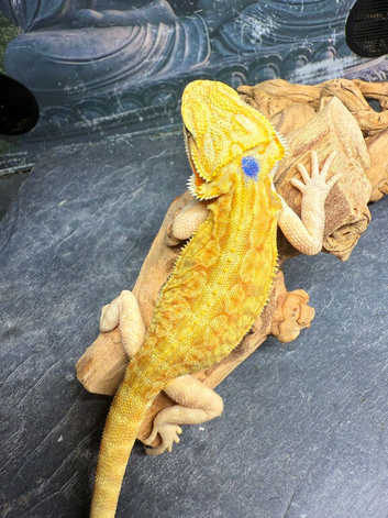 STUNNING Super Citrus USA Bloodline (YELLOW!)