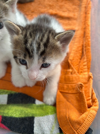 3 male kittens for sale