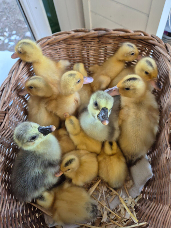 Miniature Silver Appleyard Duckling