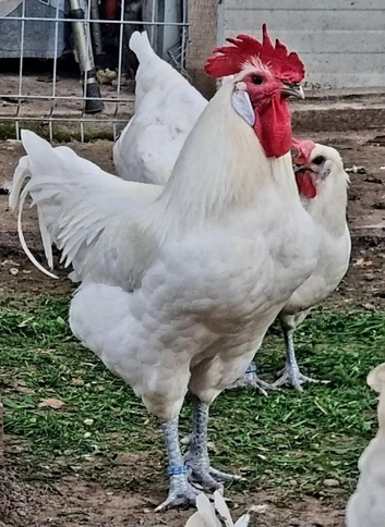 La Bresse - Only hatching eggs