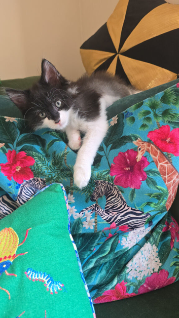 12 WEEK OLD MALE TUXEDO KITTEN - VACCINATED AND CHIPPED