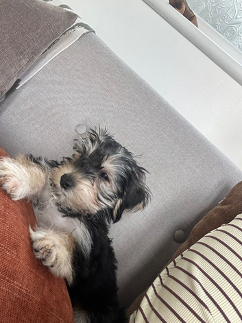 Rehome Billy Bob