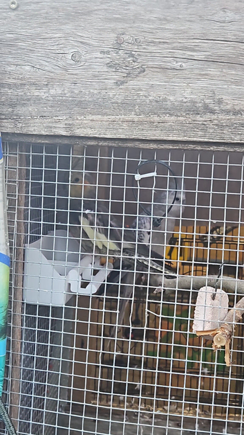 Breeding pair of cockateils