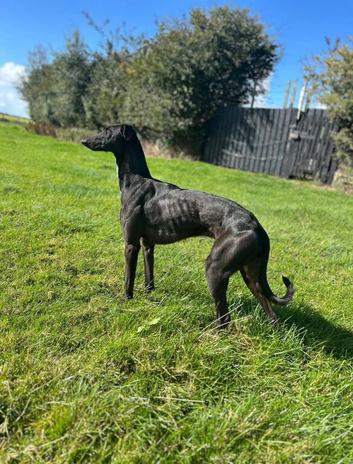 Whippet pups