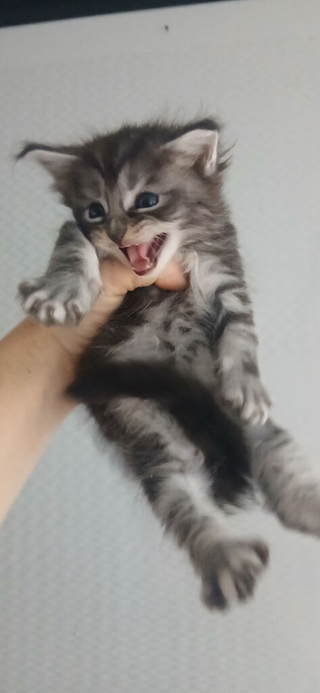 Maine coons