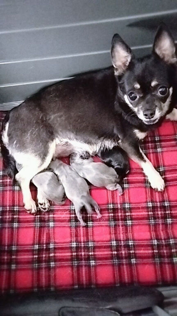 Chihuahua puppies
