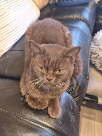 STUNNING CHOCOLATE BRITISH SHORTHAIR - &pound;700