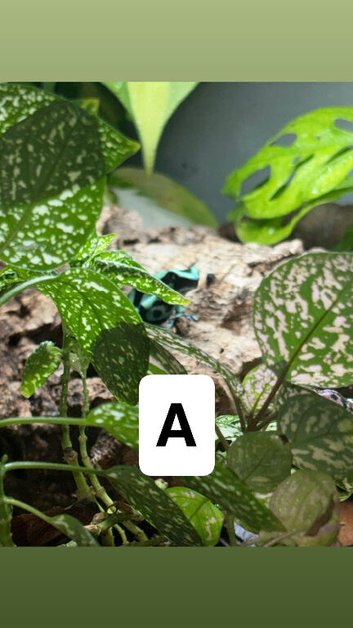 Poison dart frogs & whites tree frog