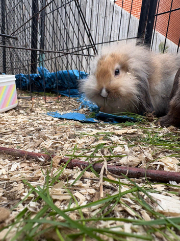 8 week old mini lion lop bunnies for sale