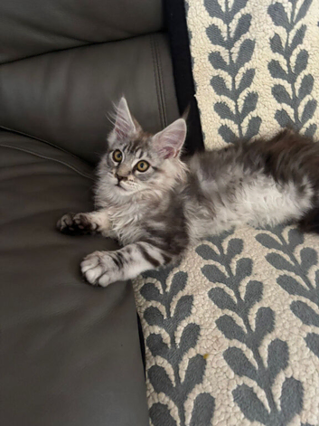 One female pure Maine Coon for sale
