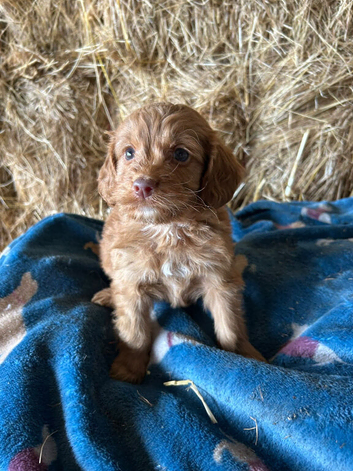 Red cockapoo puppies