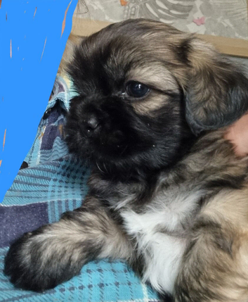 Shih tzu Puppies from 20.06.26