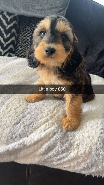 Cocker poo puppies