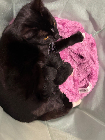 2x Female Mixed Breed Kittens