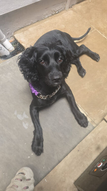 Cooker spaniel