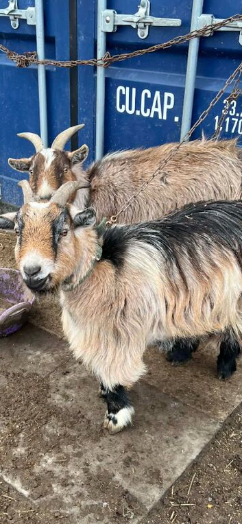 2 Pygmy goats