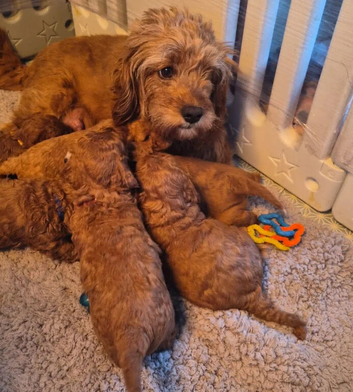 Gorgeous red F1B Cavapoo puppies