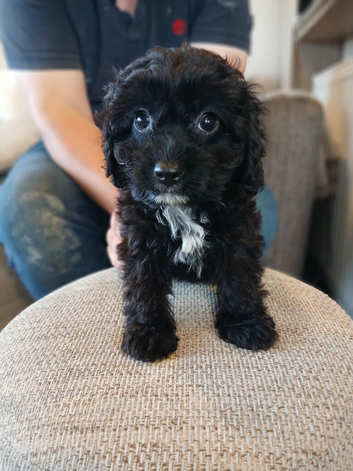 Cavapoo puppies **ready now**