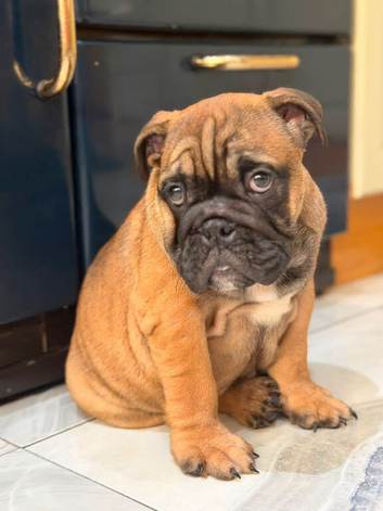Last boy  British bulldogs