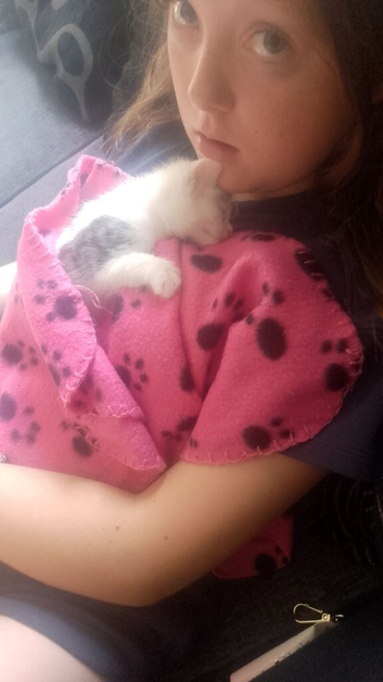 Kitten looking for home