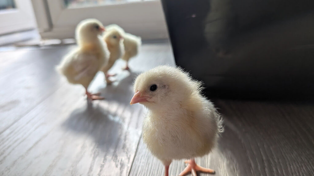 Chicks