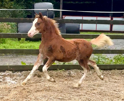 ️Flashy Welsh A Colt Foal ️