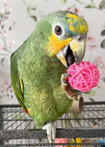 All types of Parrots available