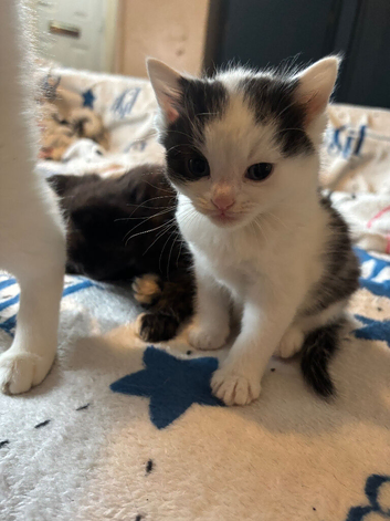 One female one male kitten for sale &pound;250 each