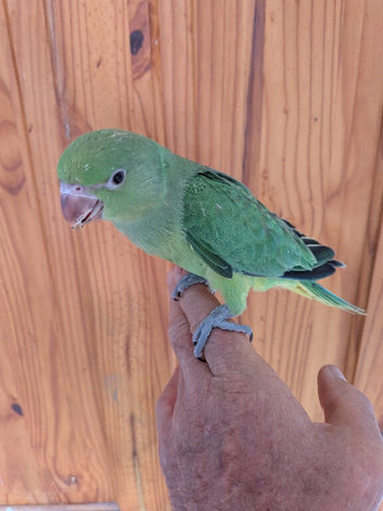Hand reared green IRN for sale x 2
