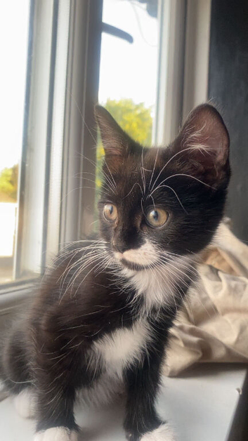 Kitten for sale