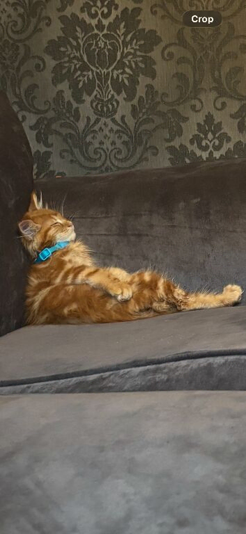Red 16 week old full Mainecoon kitten