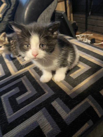 Kittens