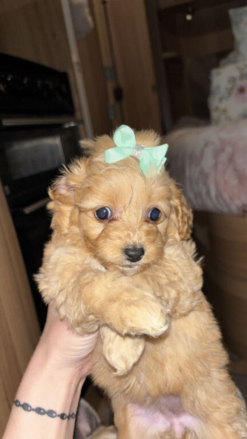 Gorgeous Cockapoo Puppies &ndash; 1 Boy & 2 Girls Available