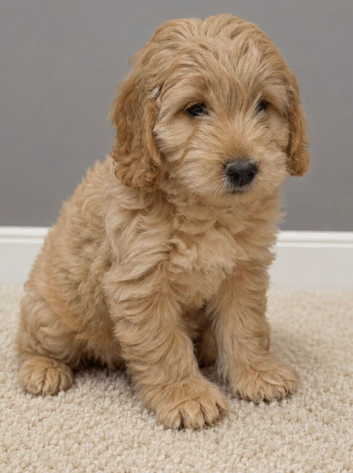 Cockapoo pups ready 16/7/26 REDUCED