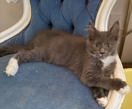 Maine coon