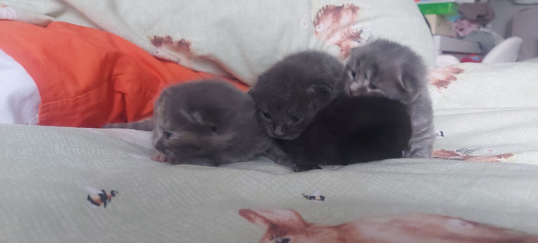 Kittens