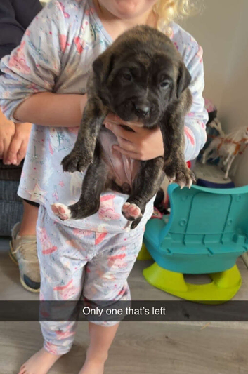 Staffy x mastiff
