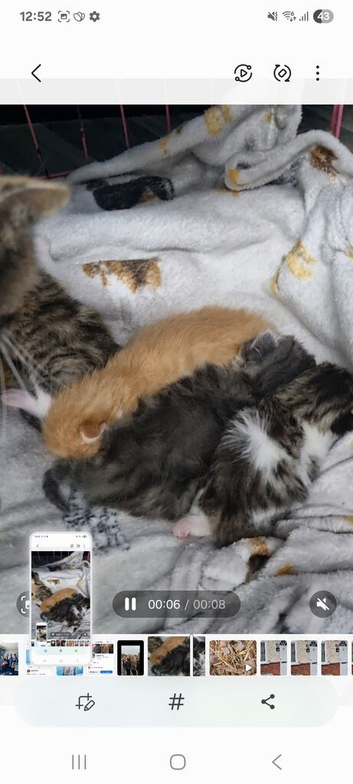 Lovely kittens for sale
