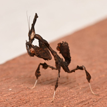 10 Ghost mantis