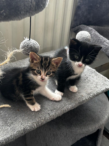 Kittens for sale