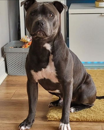 Staffordshire Bull terrier Stud,KC Registered