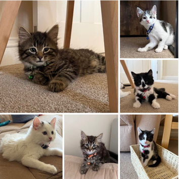 Title Six Adorable Ragdoll X Norwegian Forest Kittens