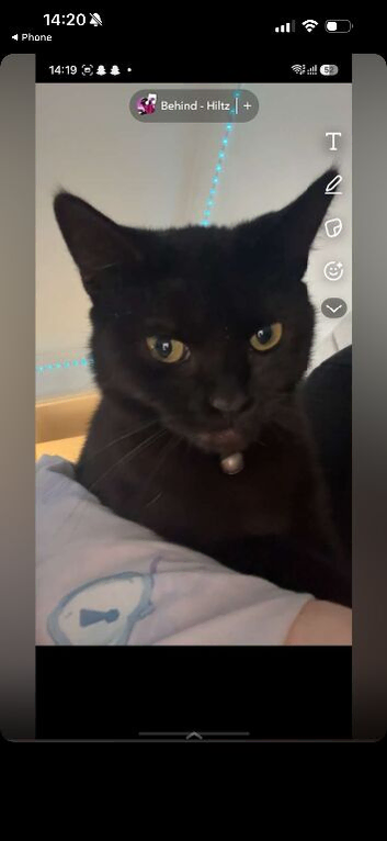 Cat for rehome