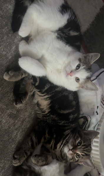 2 little boys looking for there forever homes